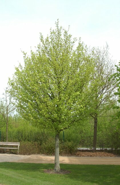 Javor polní Elsrijk obvod 8/10 cm, výška 300/400 cm, v kořenovém balu 40l Acer campestre Elsrijk